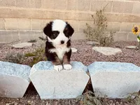 Pinky, a female Miniature Australian Shepherd for sale in Coleman, TX – 2 of 10