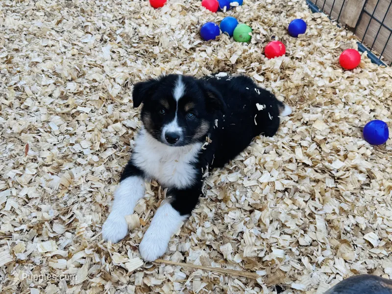 Demi – Australian Shepherd puppy for sale in Coleman, TX