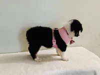 Demi, a female Australian Shepherd for sale in Coleman, TX – 2 of 10