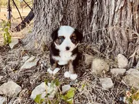 Pinky, a female Miniature Australian Shepherd for sale in Coleman, TX – 4 of 10