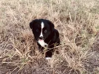 Midnight, a male Miniature Australian Shepherd for sale in Coleman, TX – 6 of 10