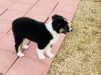 Demi, a female Australian Shepherd for sale in Coleman, TX – 5 of 10