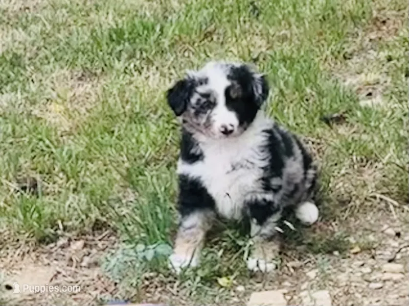 Wyatt – Australian Shepherd puppy for sale in Coleman, TX