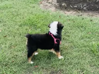 Pinky, a female Miniature Australian Shepherd for sale in Coleman, TX – 3 of 10