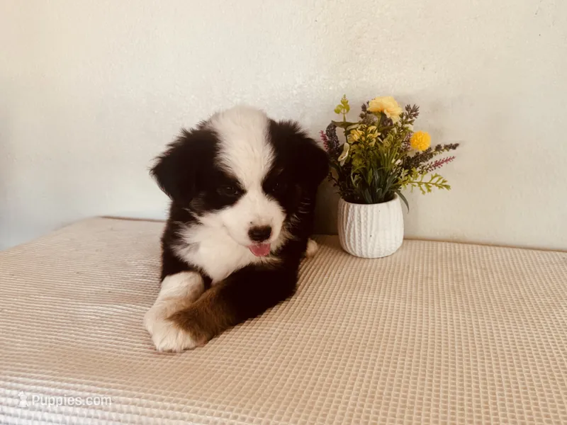 Zuri – Miniature Australian Shepherd puppy for sale in Coleman, TX