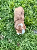 Red, a female Miniature Australian Shepherd for sale in Coleman, TX – Photo 7 of 8