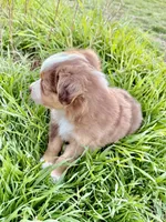 Red, a female Miniature Australian Shepherd for sale in Coleman, TX – Photo 5 of 8