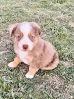 Red, a female Miniature Australian Shepherd for sale in Coleman, TX – Photo 2 of 8
