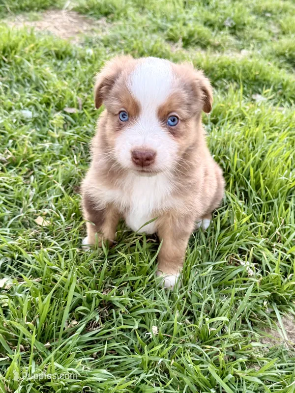 Red, a female Miniature Australian Shepherd for sale in Coleman, TX – Photo 1 of 8