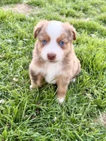 Red, a female Miniature Australian Shepherd for sale in Coleman, TX – Photo 1 of 8