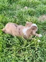 Red, a female Miniature Australian Shepherd for sale in Coleman, TX – Photo 3 of 8