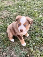 Red, a female Miniature Australian Shepherd for sale in Coleman, TX – Photo 4 of 8
