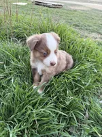 Red, a female Miniature Australian Shepherd for sale in Coleman, TX – Photo 6 of 8