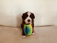 Skipper, a male Miniature Australian Shepherd for sale in Coleman, TX – 6 of 10