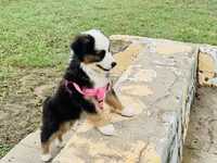 Pinky, a female Miniature Australian Shepherd for sale in Coleman, TX – 1 of 10
