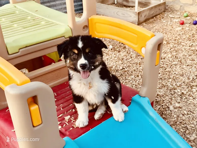 Demi – Australian Shepherd puppy for sale in Coleman, TX