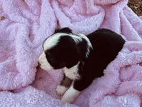 Sky, a female Miniature Australian Shepherd for sale in Coleman, TX – 7 of 10