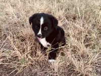 Midnight, a male Miniature Australian Shepherd for sale in Coleman, TX – 10 of 10