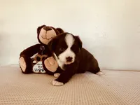 Skipper, a male Miniature Australian Shepherd for sale in Coleman, TX – 5 of 10