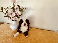 Zuri, a female Miniature Australian Shepherd for sale in Coleman, TX – 7 of 10