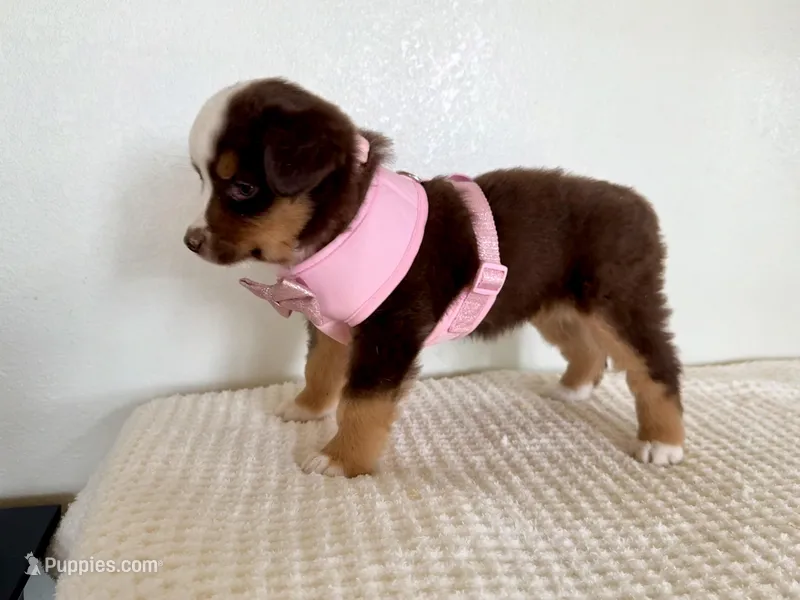 Demi – Miniature Australian Shepherd puppy for sale in Coleman, TX