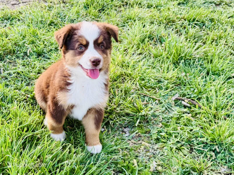 Demi – Miniature Australian Shepherd puppy for sale in Coleman, TX