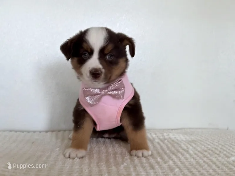 Demi, a female Miniature Australian Shepherd for sale in Coleman, TX – Photo 1 of 2