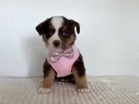 Demi, a female Miniature Australian Shepherd for sale in Coleman, TX – Photo 1 of 2