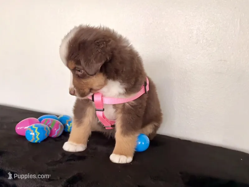 Demi – Miniature Australian Shepherd puppy for sale in Coleman, TX