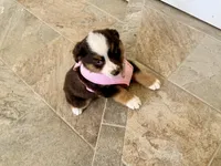 Demi, a female Miniature Australian Shepherd for sale in Coleman, TX – Photo 2 of 2