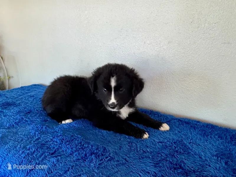 Midnight – Miniature Australian Shepherd puppy for sale in Coleman, TX