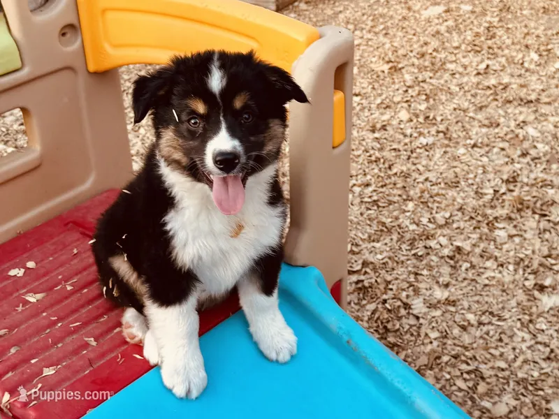 Demi – Australian Shepherd puppy for sale in Coleman, TX