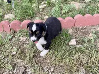 Demi, a female Australian Shepherd for sale in Coleman, TX – 7 of 10