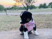 Demi, a female Australian Shepherd for sale in Coleman, TX – 9 of 10