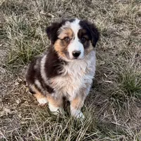 Max, a male Australian Shepherd for sale in Coleman, TX – Photo 1 of 10