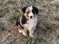 Max, a male Australian Shepherd for sale in Coleman, TX – Photo 1 of 10