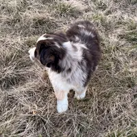 Max, a male Australian Shepherd for sale in Coleman, TX – Photo 6 of 10