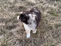Max, a male Australian Shepherd for sale in Coleman, TX – Photo 6 of 10