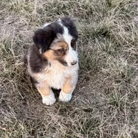 Max, a male Australian Shepherd for sale in Coleman, TX – Photo 9 of 10