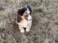 Max, a male Australian Shepherd for sale in Coleman, TX – Photo 9 of 10