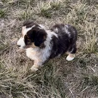 Max, a male Australian Shepherd for sale in Coleman, TX – Photo 10 of 10