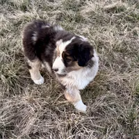 Max, a male Australian Shepherd for sale in Coleman, TX – Photo 3 of 10