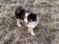 Max, a male Australian Shepherd for sale in Coleman, TX – Photo 3 of 10
