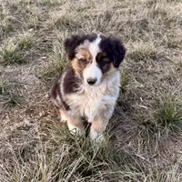 Max, a male Australian Shepherd for sale in Coleman, TX – Photo 4 of 10