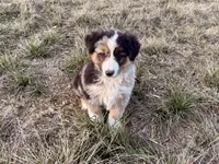 Max, a male Australian Shepherd for sale in Coleman, TX – Photo 4 of 10