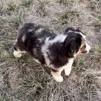 Max, a male Australian Shepherd for sale in Coleman, TX – Photo 8 of 10