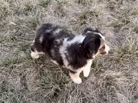Max, a male Australian Shepherd for sale in Coleman, TX – Photo 8 of 10