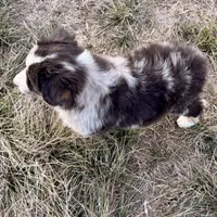 Max, a male Australian Shepherd for sale in Coleman, TX – Photo 7 of 10