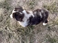 Max, a male Australian Shepherd for sale in Coleman, TX – Photo 7 of 10