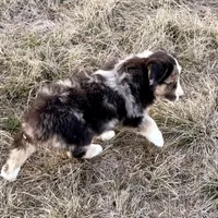 Max, a male Australian Shepherd for sale in Coleman, TX – Photo 5 of 10